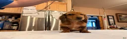 Miniature Dachshund dogs for sale: 2 blue eyes!!! - Ad 19