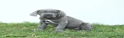 Cane Corso dogs for sale: Rookie - Ad 9