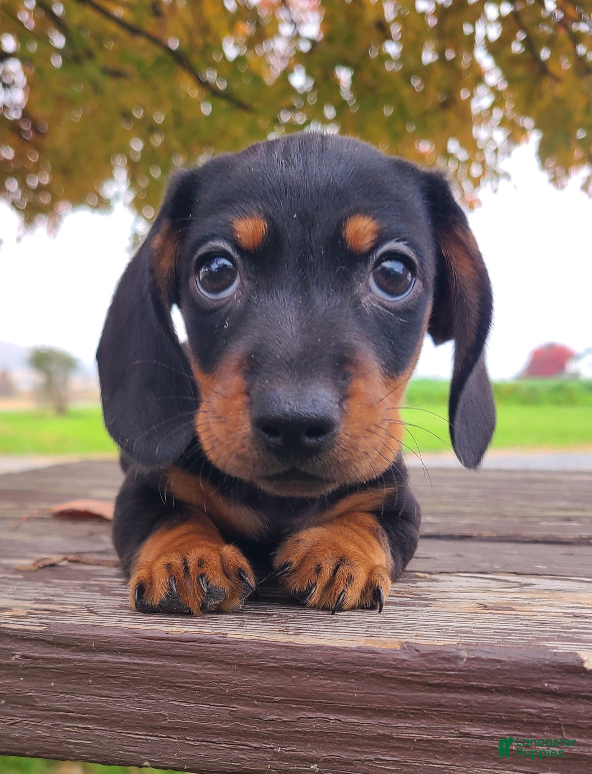 Miniature Dachshund dogs for sale: Kasper - Ad 1