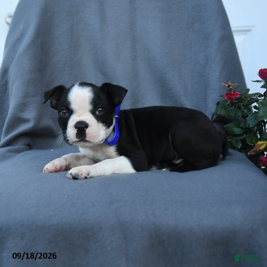 Boston Terrier dogs Snickerdoodle - Ad 2