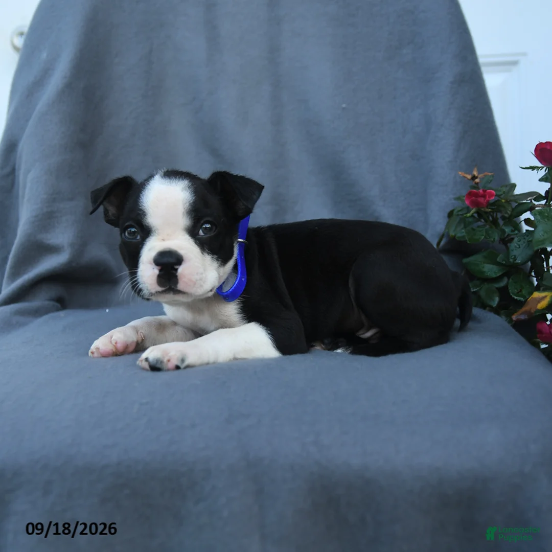 Boston Terrier dogs for sale: Snickerdoodle - Ad 2