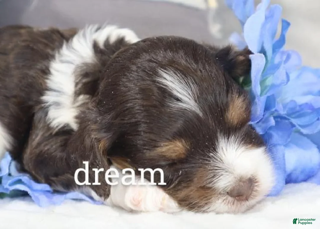 Cavapoo dogs for sale: Echo - Ad 1