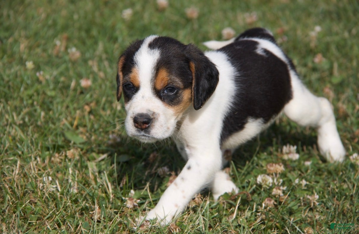 Mixed Breed dogs Mixed Breed 1 - Ad 1