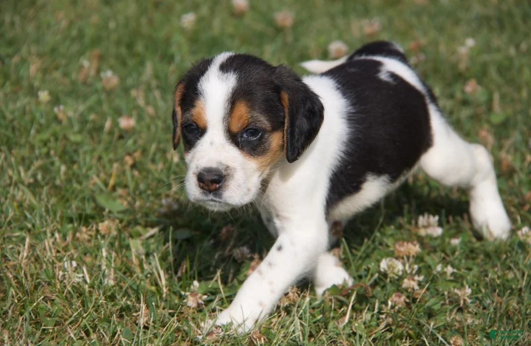 Mixed Breed dogs for sale: Mixed Breed 1 - Ad 1
