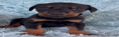 Doberman Pinscher 3