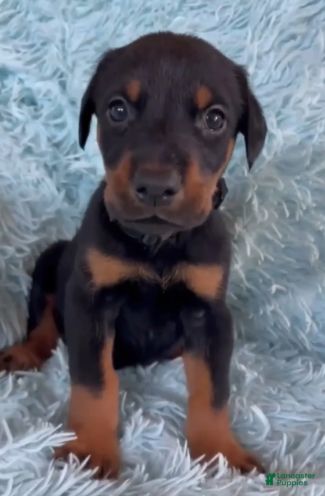 Doberman Pinscher dogs for sale: Doberman Pinscher 3 - Ad 1