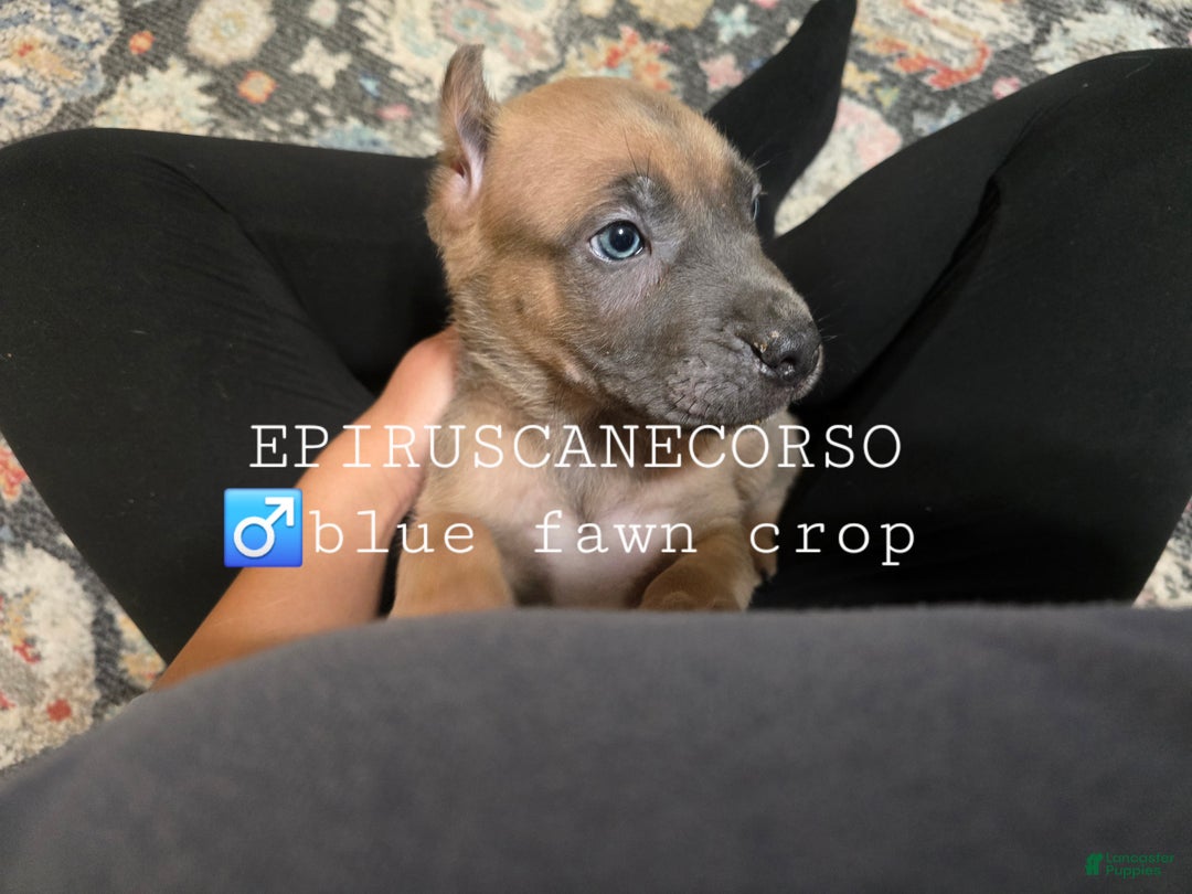 Cane Corso dogs for sale: Male cane corso ear crop tail docked - Ad 5