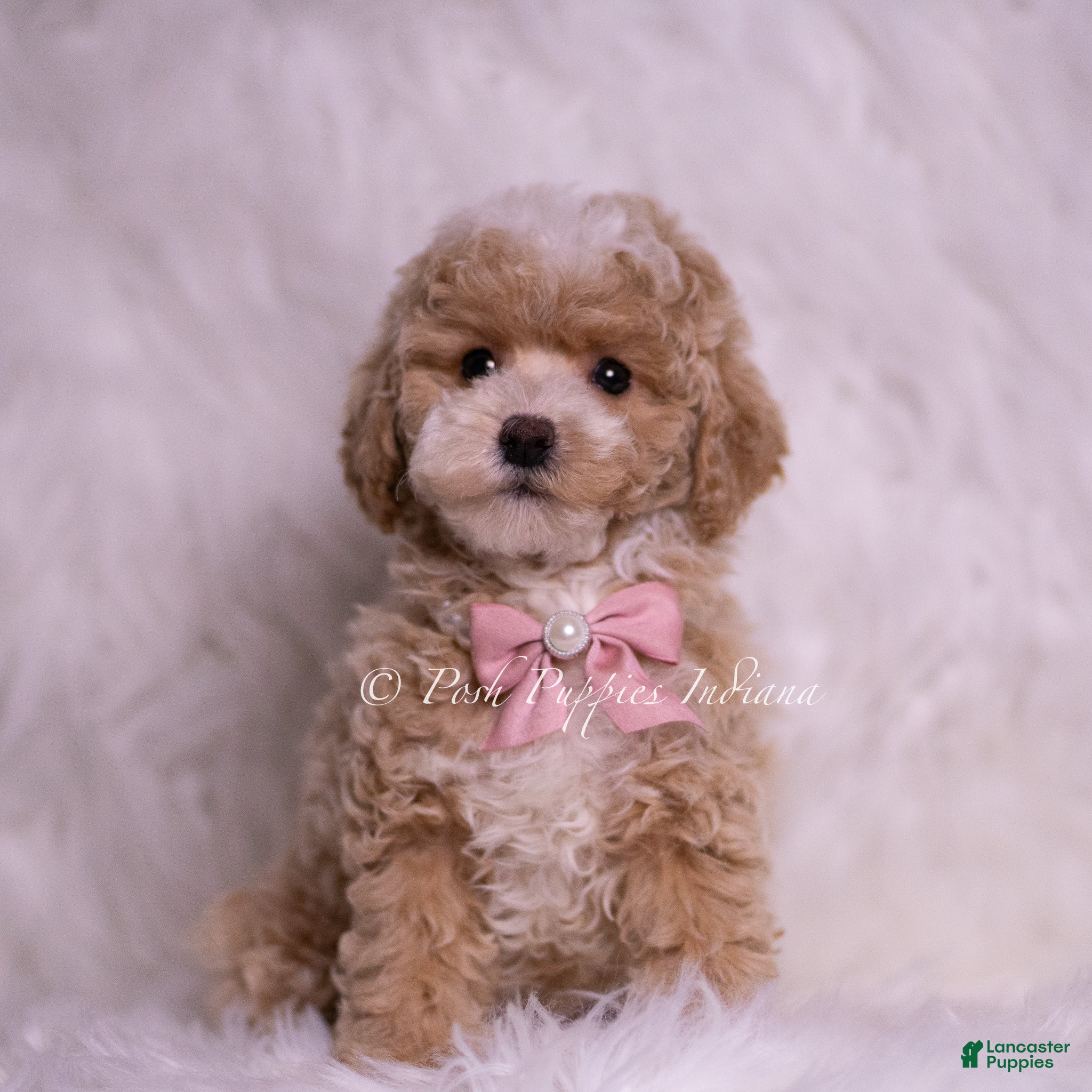 Maltipoo dogs Mandy F1B - Ad 2