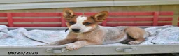 Australian Cattle Dog dogs for sale: Spot - Ad 5