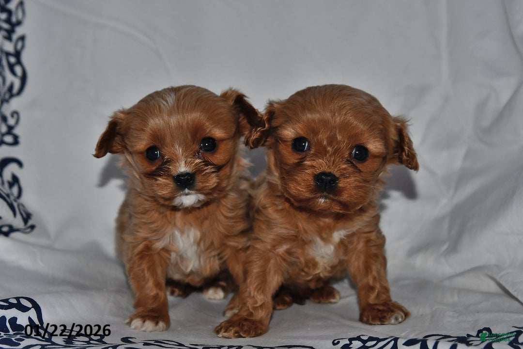 Cavapoo dogs for sale: Ivy - Ad 5