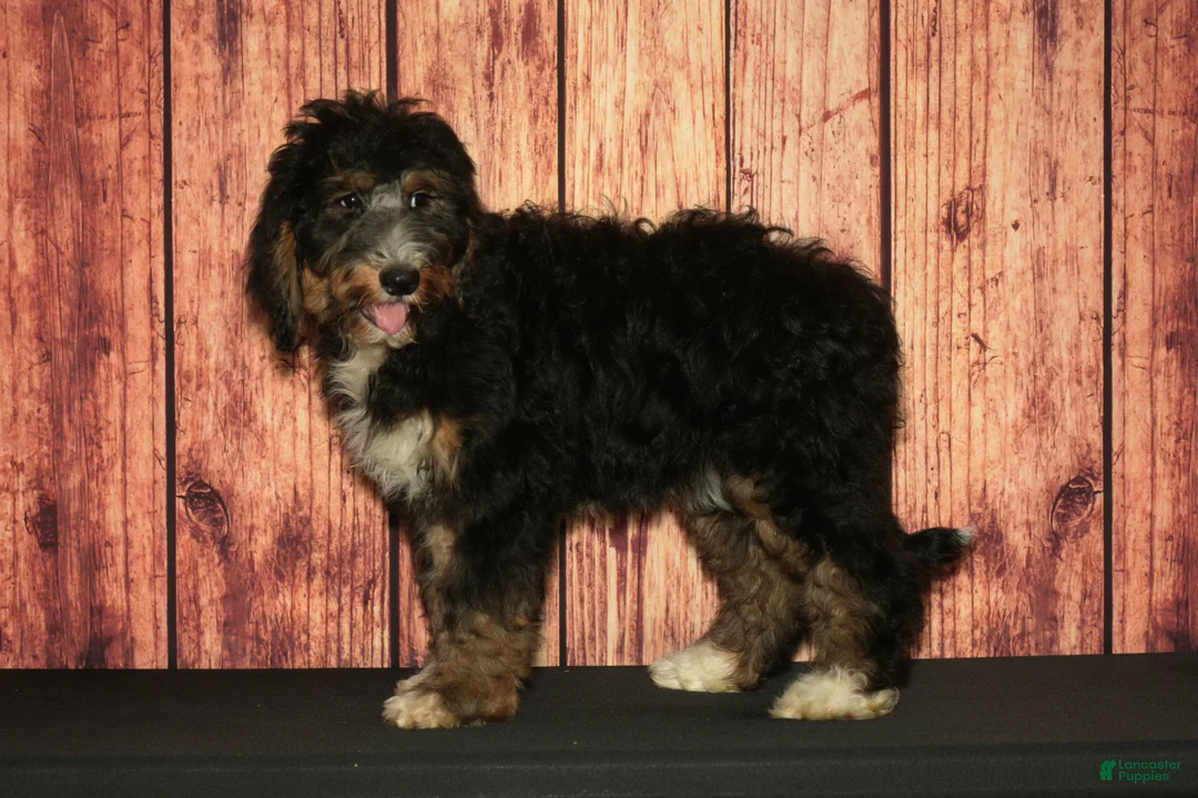 Bernedoodle dogs for sale: Penny F1 - Ad 2
