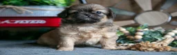 Pekingese dogs for sale: Pearl - Ad 3
