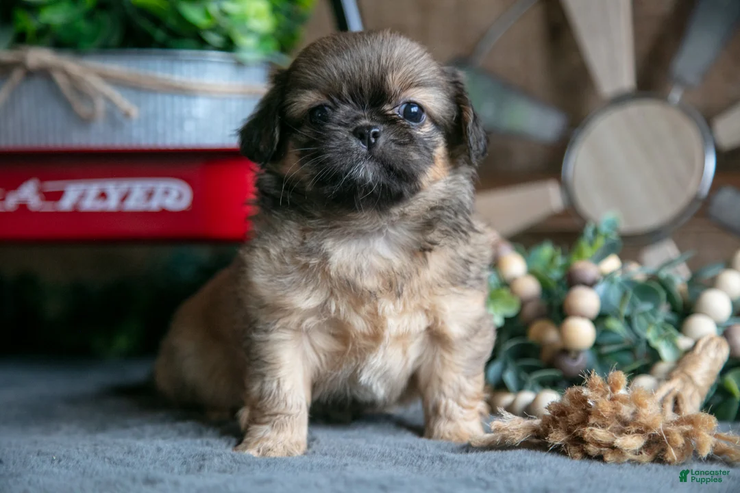 Pekingese dogs for sale: Pearl - Ad 3