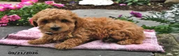 Bichpoo dogs for sale: Toffee - Ad 2