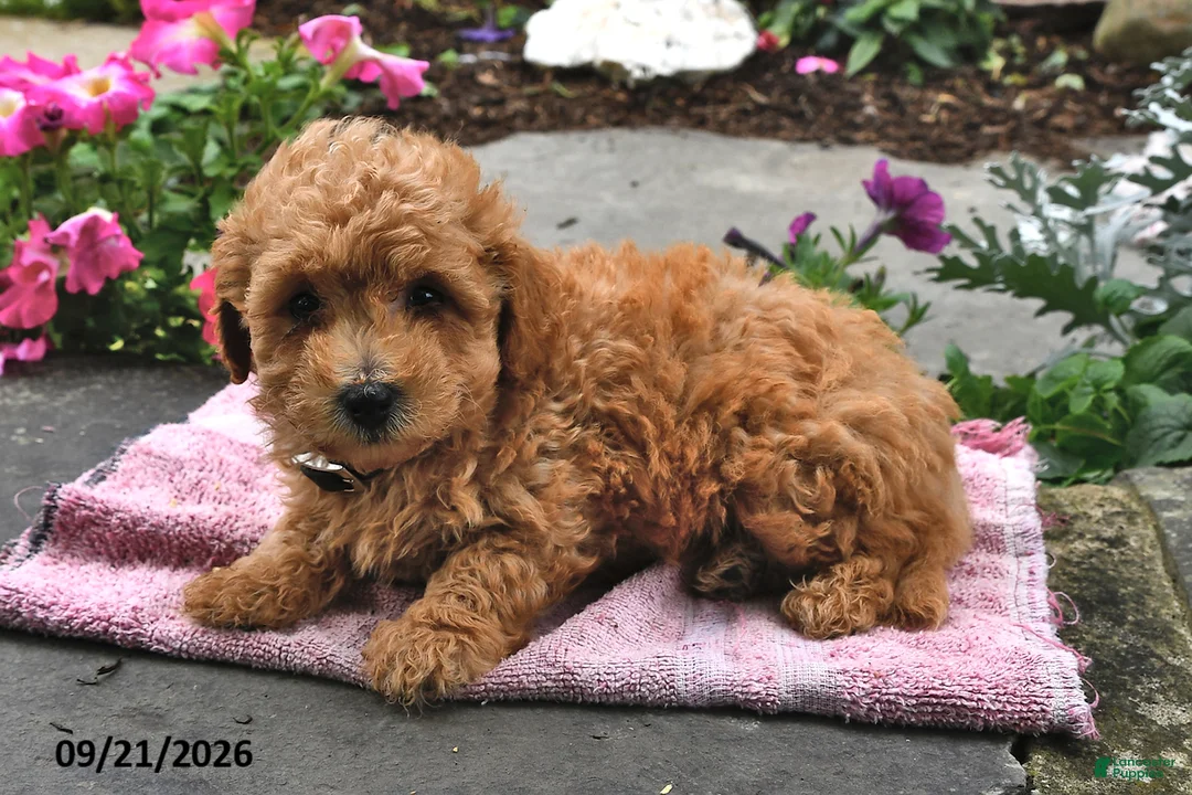 Bichpoo dogs for sale: Toffee - Ad 2