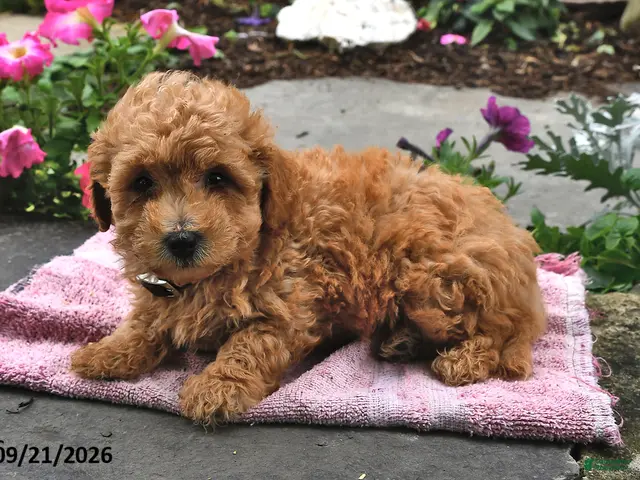 Bichpoo dogs for sale: Toffee - Ad 2