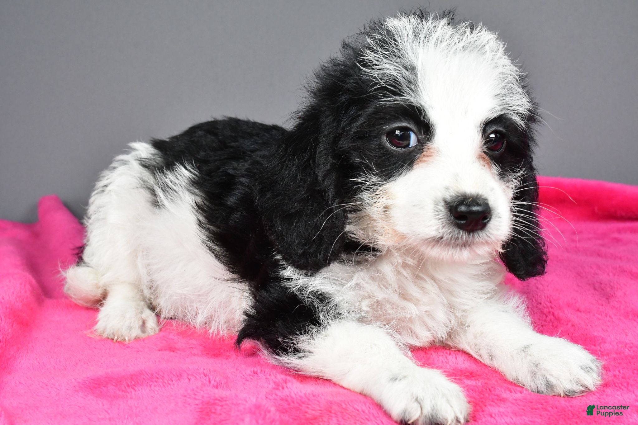 Mixed Breed dogs Oreo - Ad 2