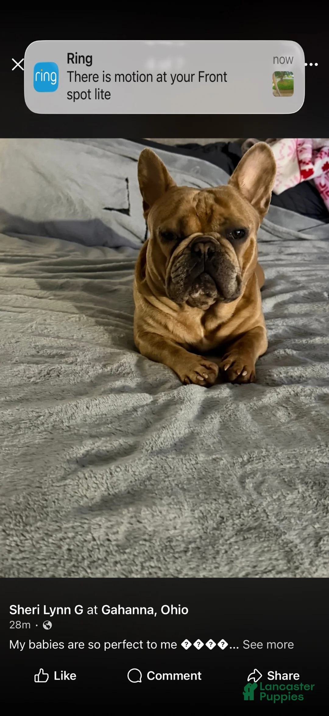 French Bulldog dogs for sale: French Bulldog 2 - Ad 3