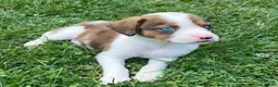 Mixed Breed dogs for sale: Bella - Ad 4