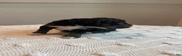 Mixed Breed dogs for sale: Mochi - Ad 2