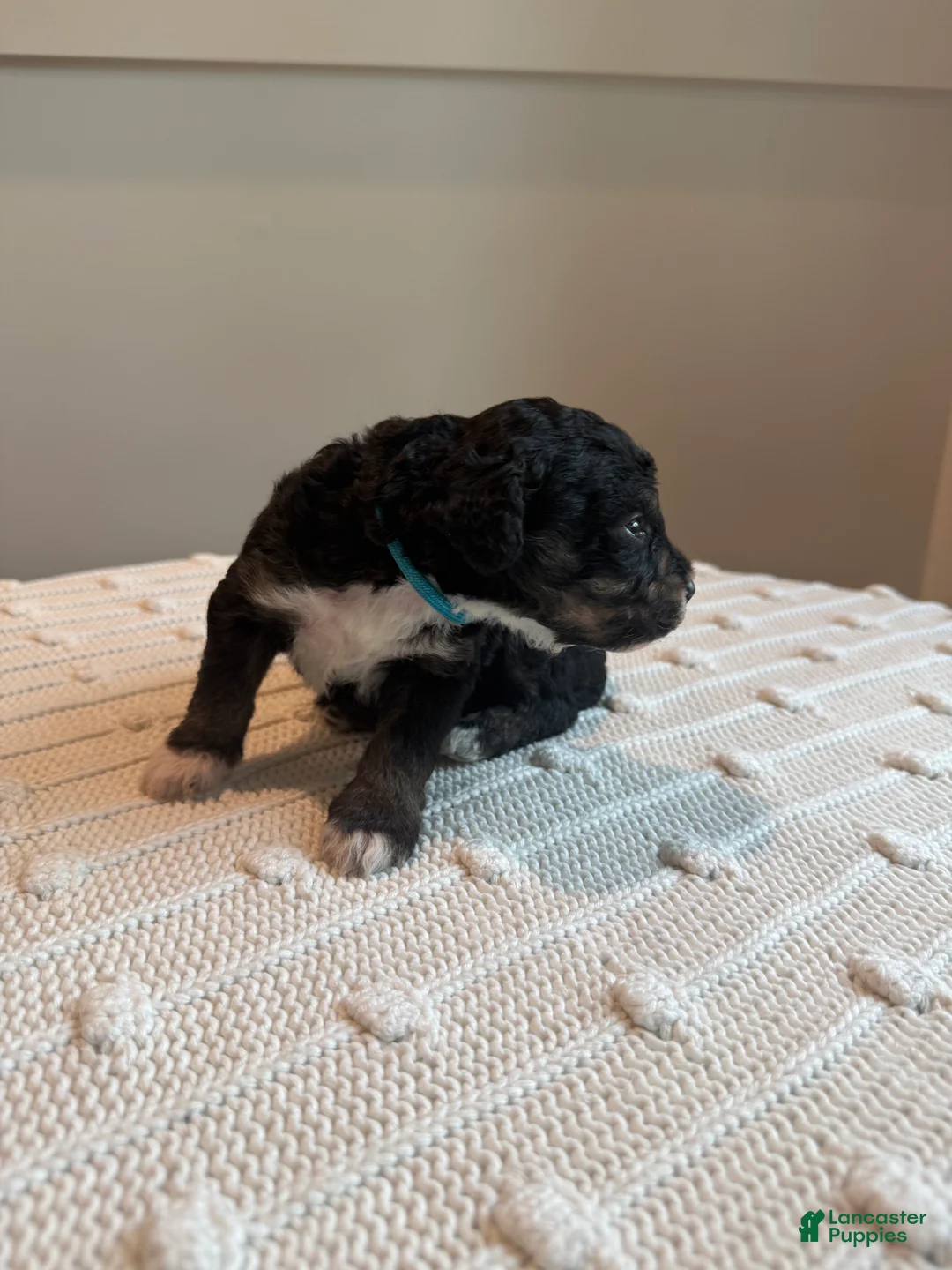 Mixed Breed dogs for sale: Mochi - Ad 2