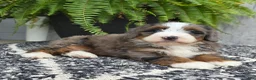 Mini Bernedoodle dogs for sale: Mini Winnie - Ad 11
