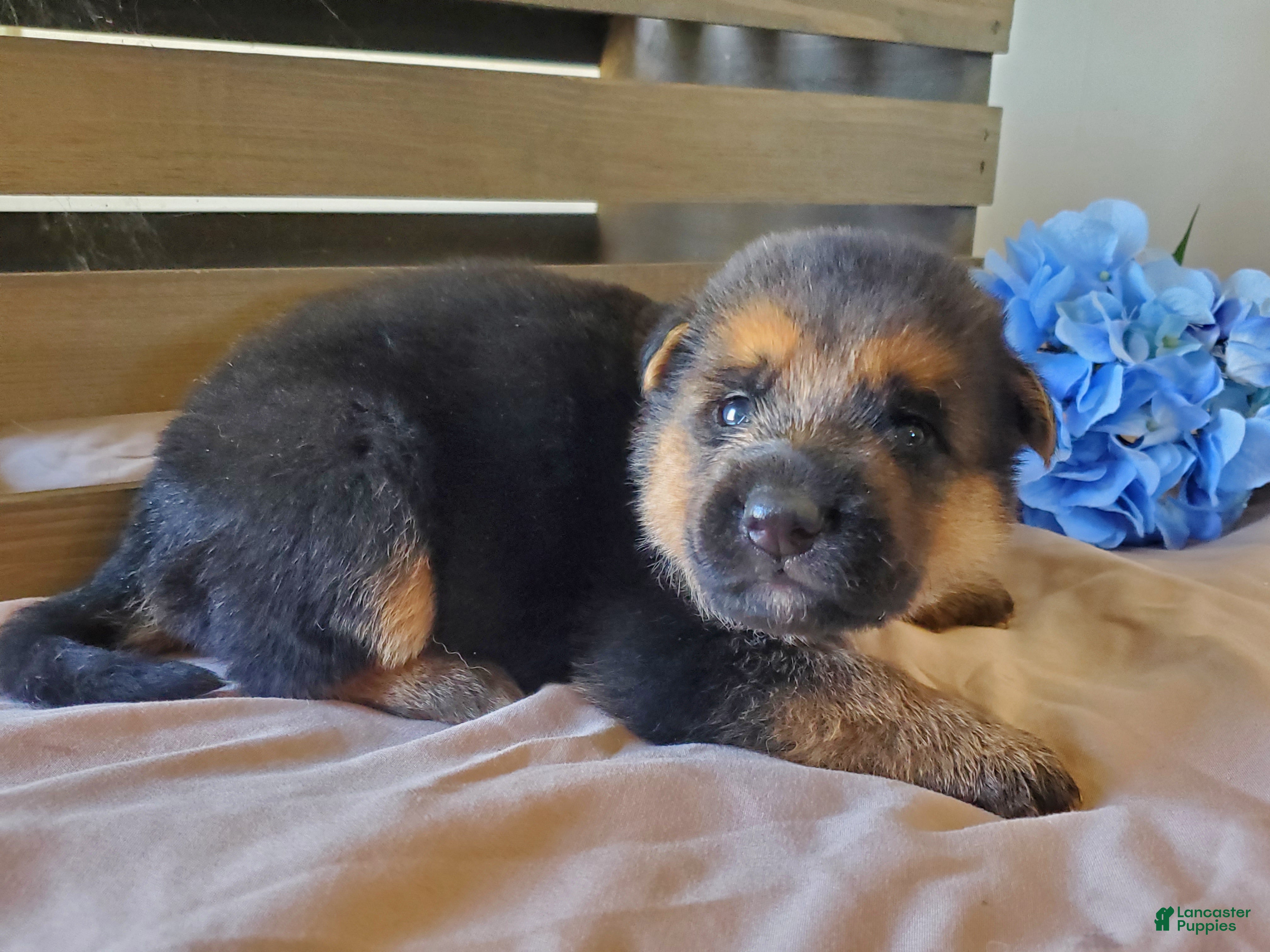 German Shepherd dogs Grizzly - Ad 2