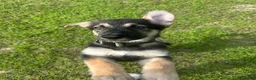 Mixed Breed dogs for sale: Maverick - Ad 2