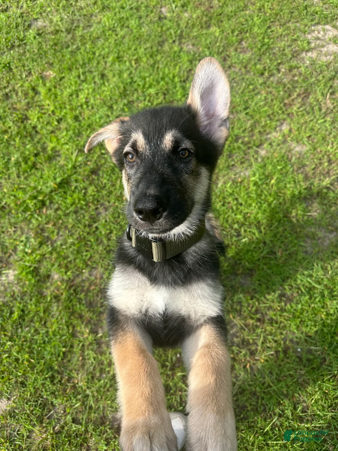 Mixed Breed dogs for sale: Maverick - Ad 2