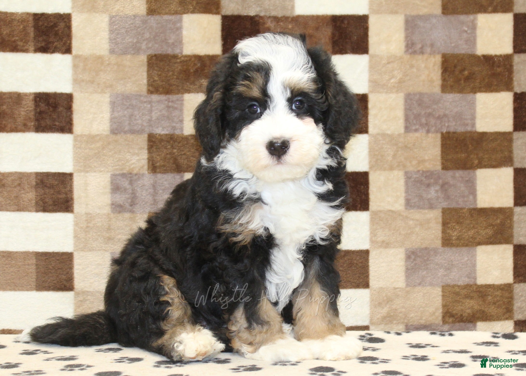 Mini Bernedoodle dogs Lenny - Ad 1