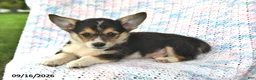 Welsh Corgi Pembroke dogs for sale: Austin - Ad 2