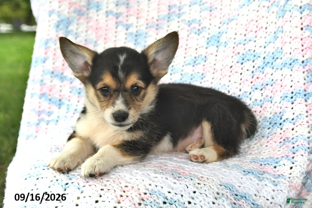 Welsh Corgi Pembroke dogs for sale: Austin - Ad 2