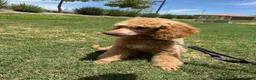 Mixed Breed dogs for sale: Mixed Breed 1 - Ad 5