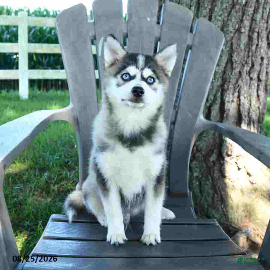 Pomsky dogs Andre - Ad 1