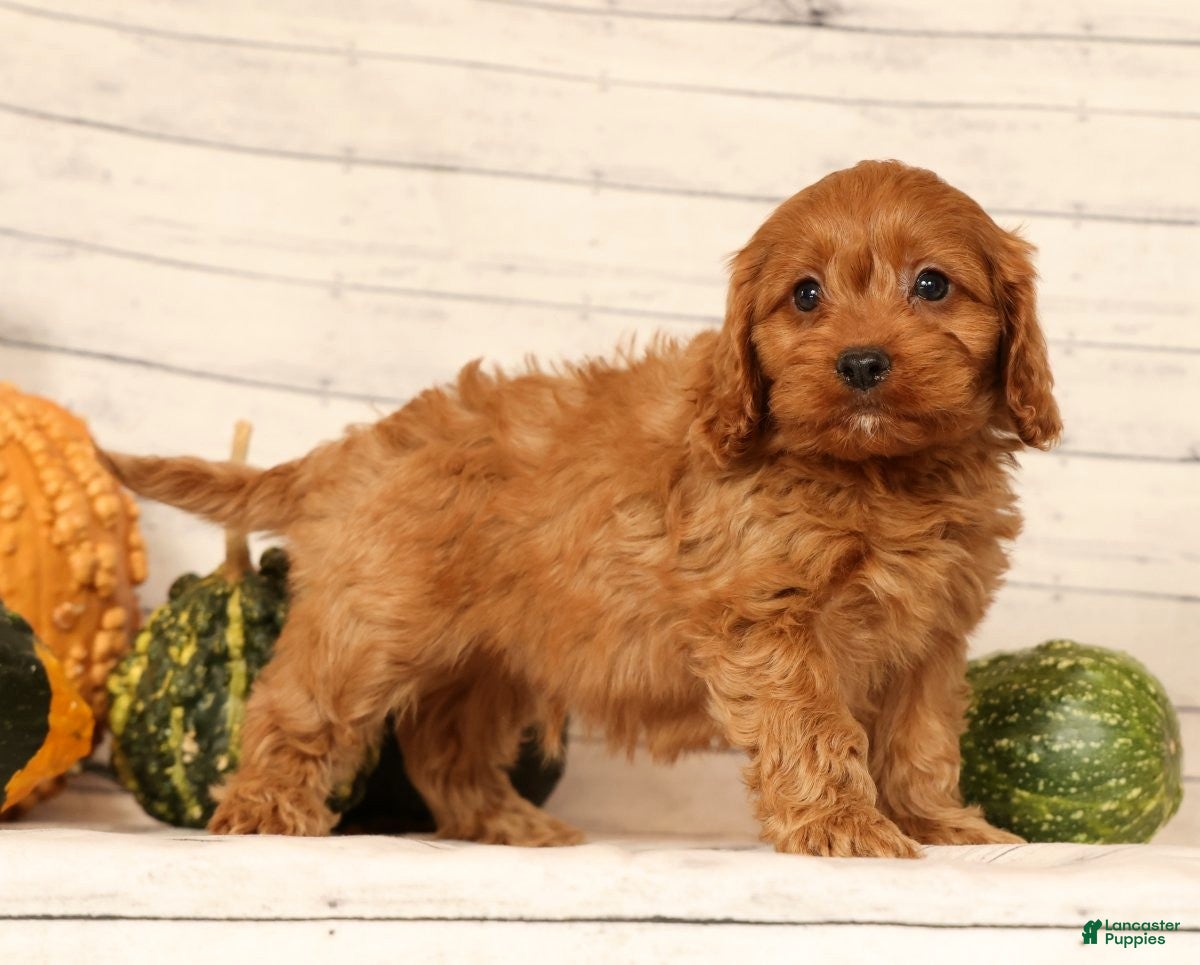 Cavapoo dogs Pluto - Ad 2