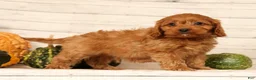 Cavapoo dogs for sale: Pluto - Ad 2