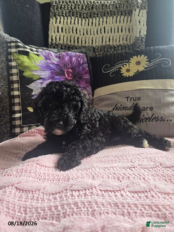 Miniature Poodle dogs Tracy - Ad 2