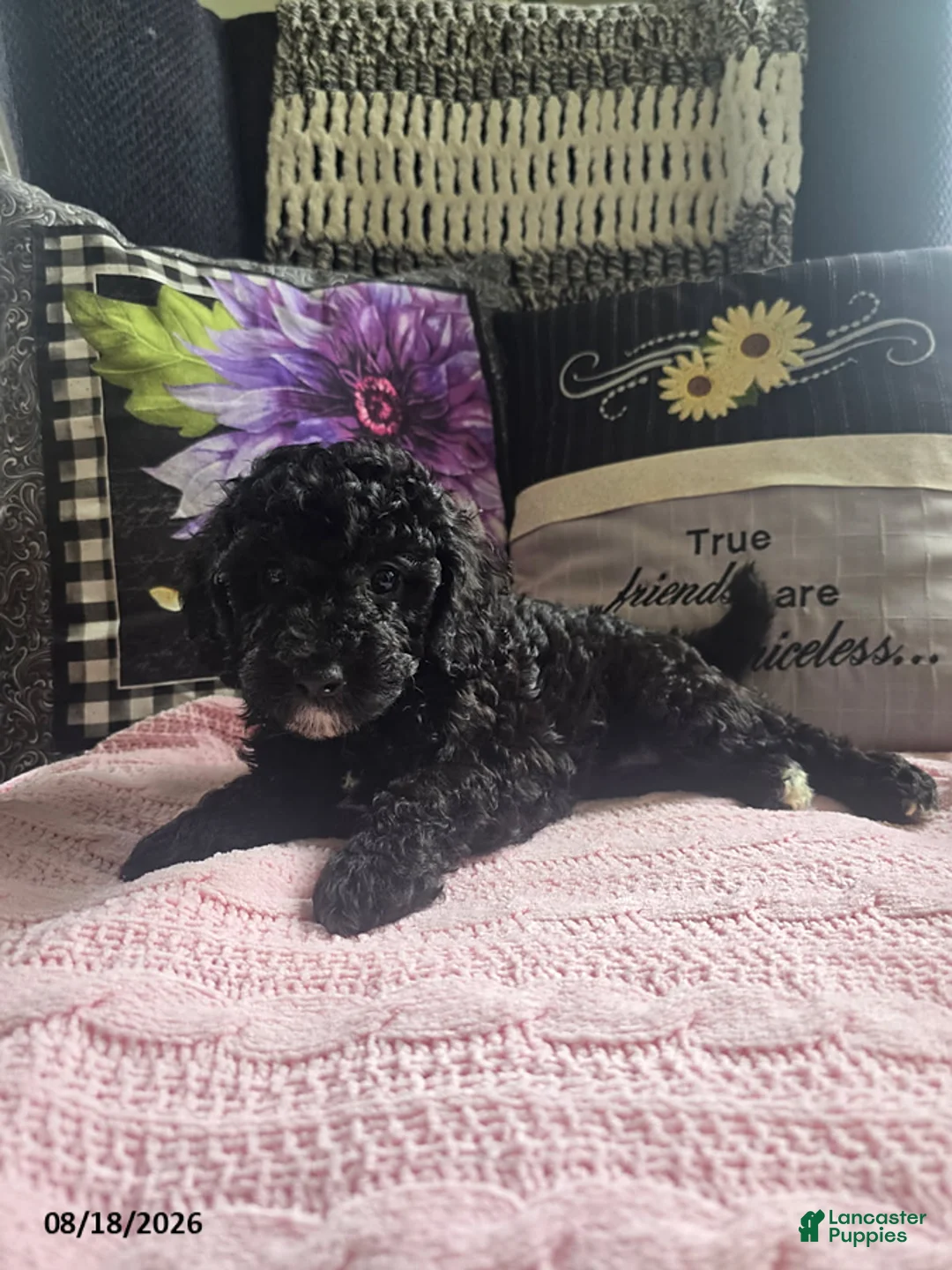 Miniature Poodle dogs for sale: Tracy - Ad 2