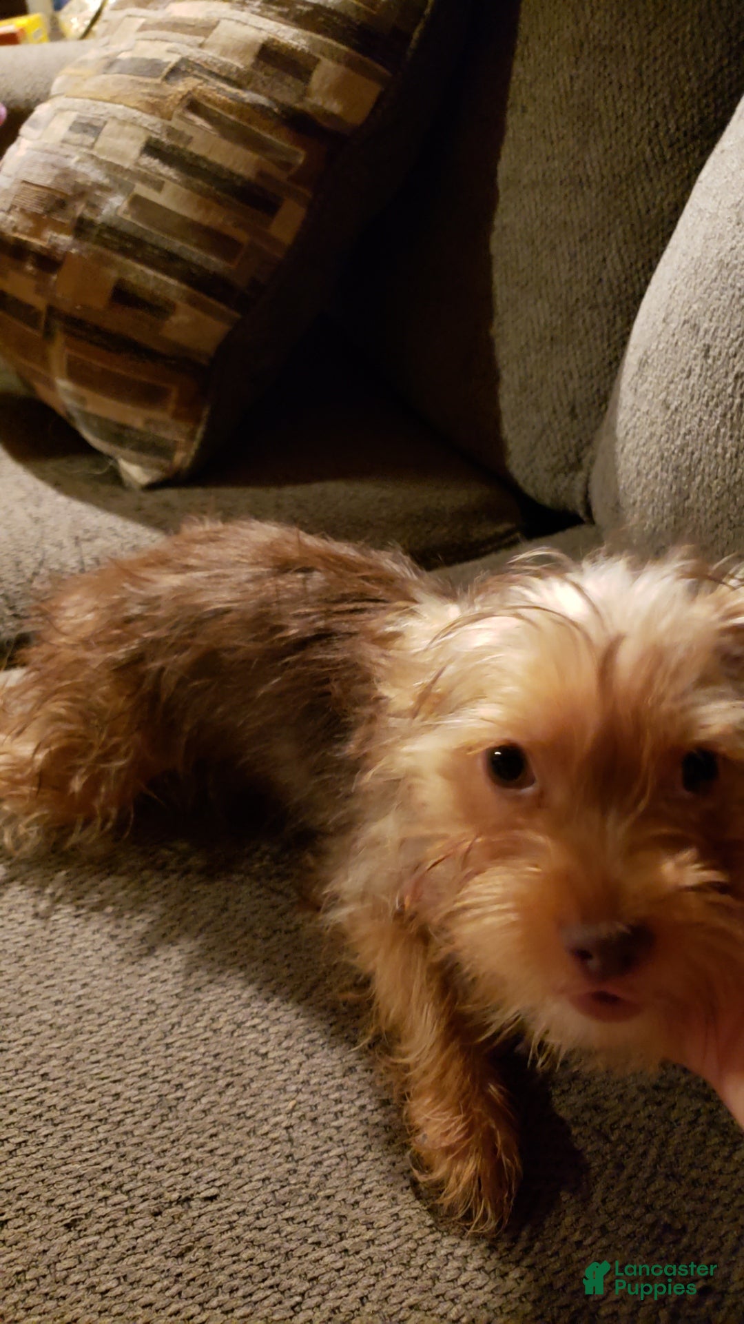 Yorkshire Terrier dogs Coco - Ad 2