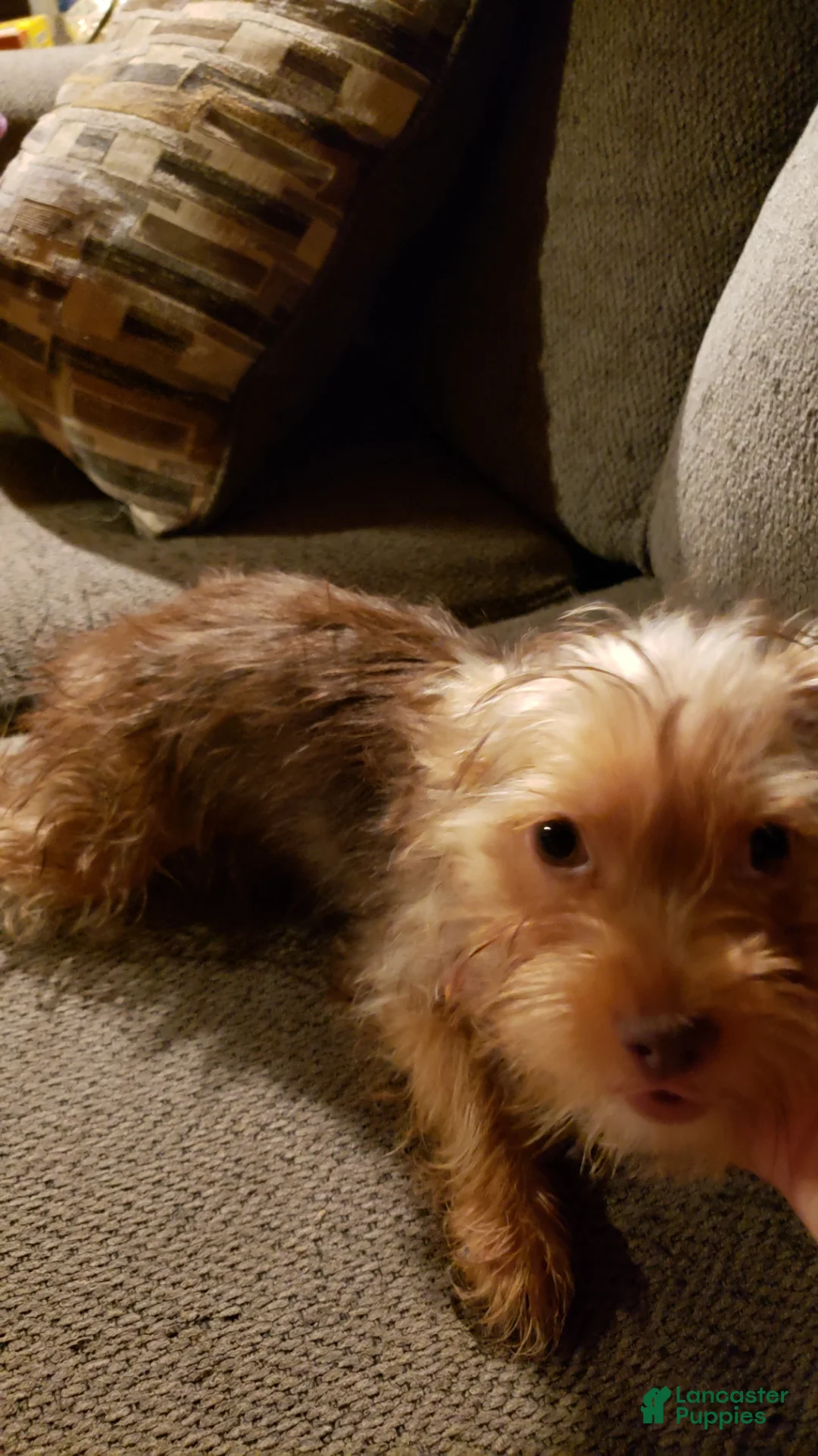 Yorkshire Terrier dogs for sale: Coco - Ad 2