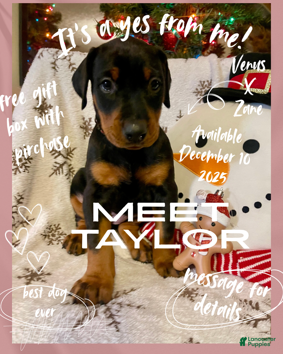 Doberman Pinscher dogs Taylor - Ad 20