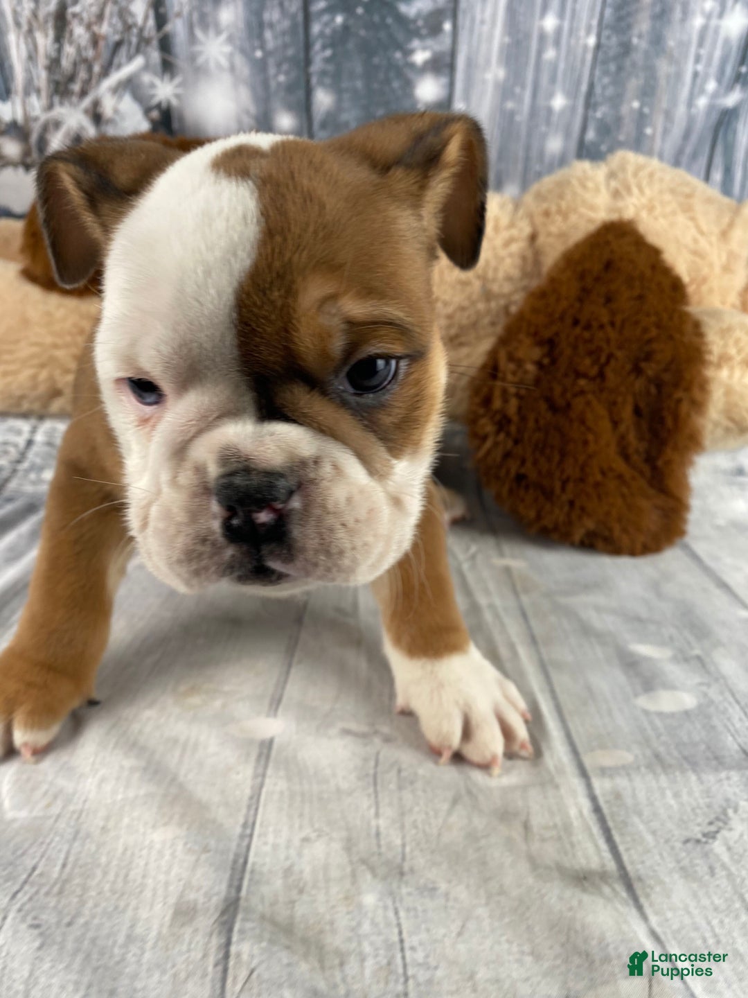 English Bulldog dogs for sale: Nora - Ad 3