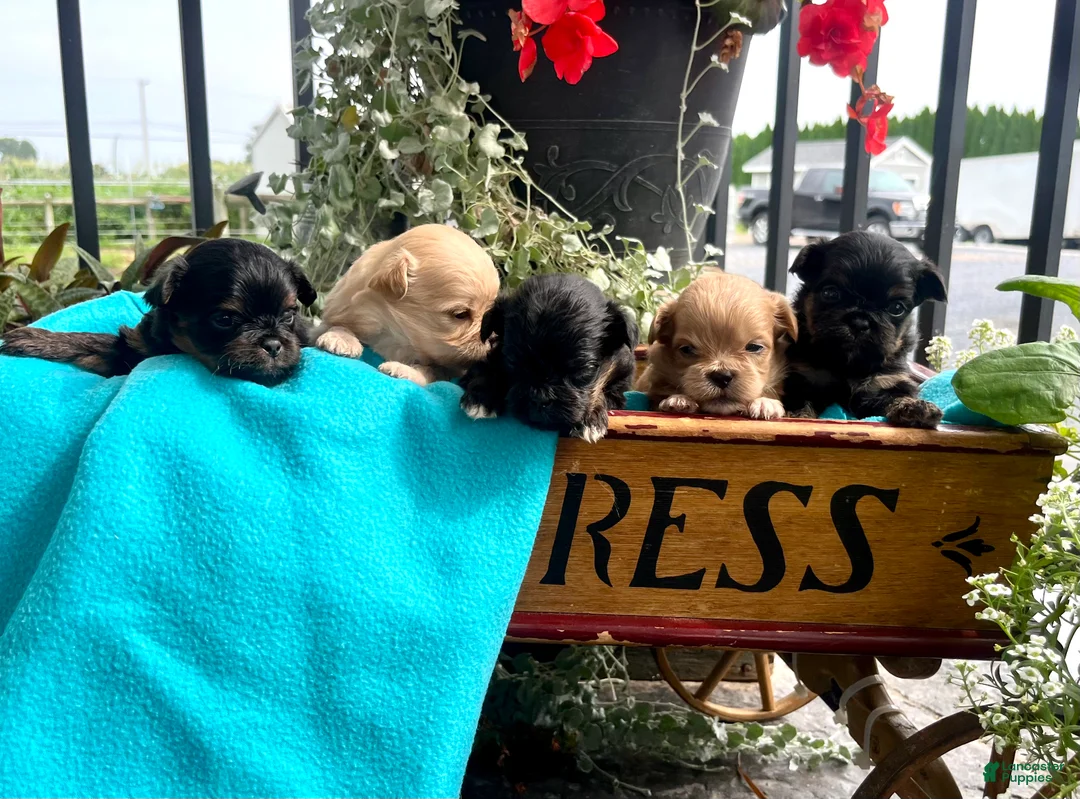 Pekapoo dogs for sale: Biscuit❤️ - Ad 2