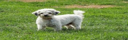 Havanese dogs for sale: Maggie AKC - Ad 12