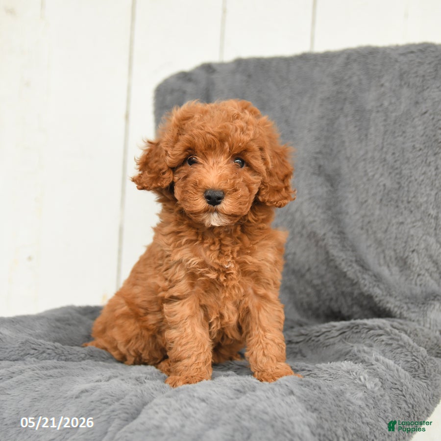 Toy Poodle dogs London - Ad 1