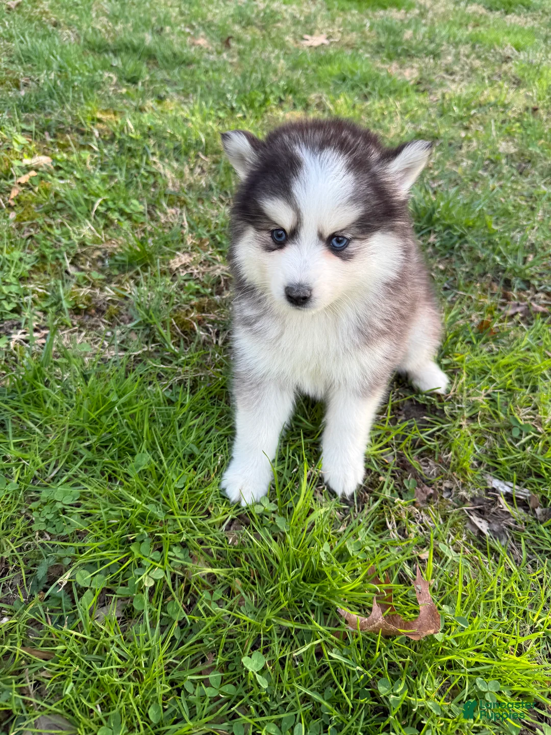 Pomsky dogs for sale: Pomsky Puppy 8 - Ad 1