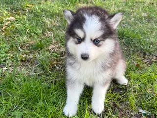 Pomsky dogs Pomsky Puppy 8 - Ad 17
