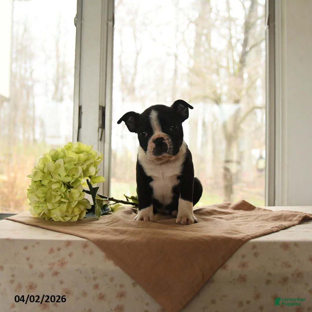 Boston Terrier dogs for sale: Hannah - Ad 2