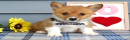 Welsh Corgi Pembroke dogs for sale: Winston - Ad 4