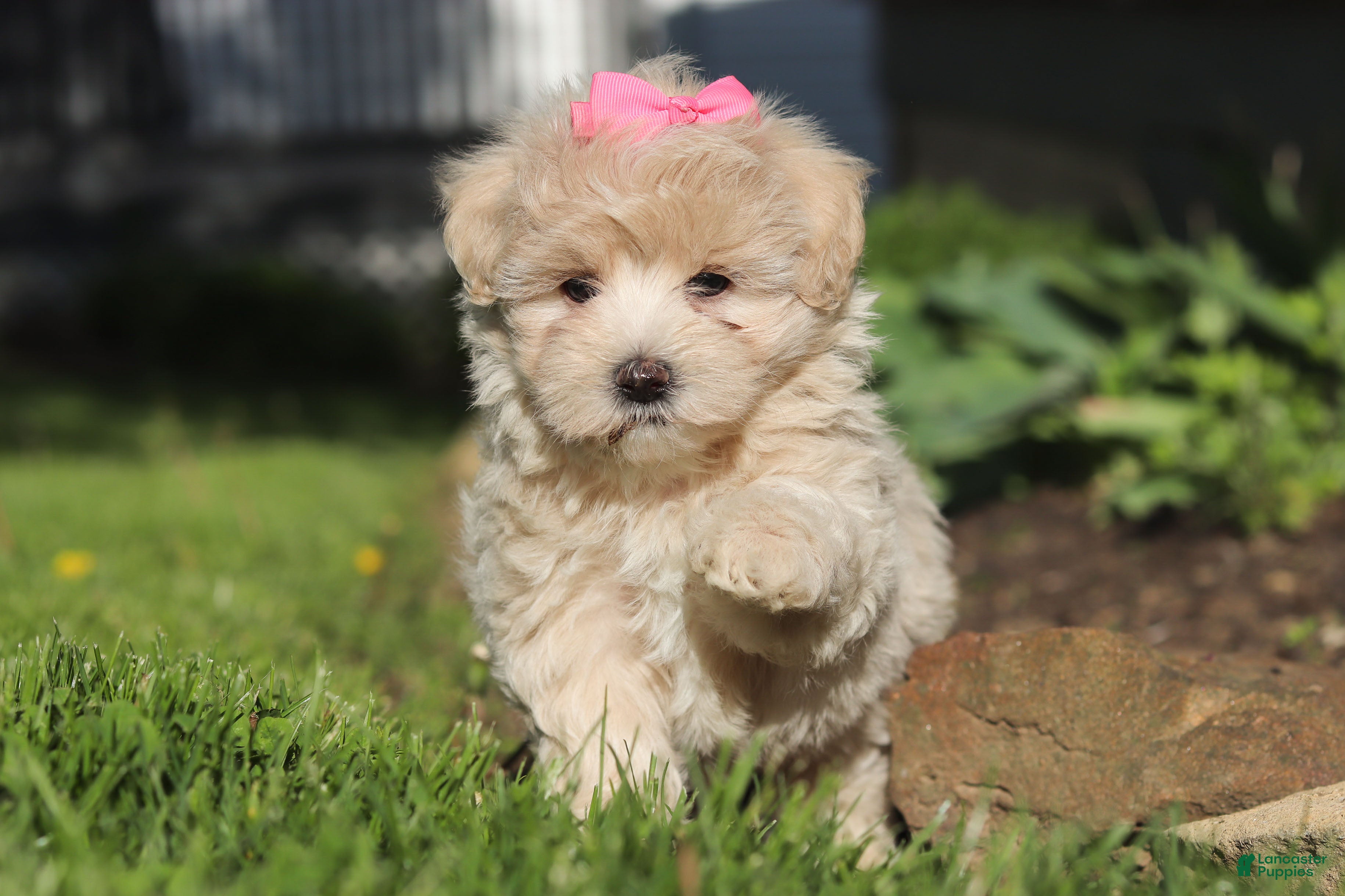 Maltipoo dogs Cinnamon - Ad 2